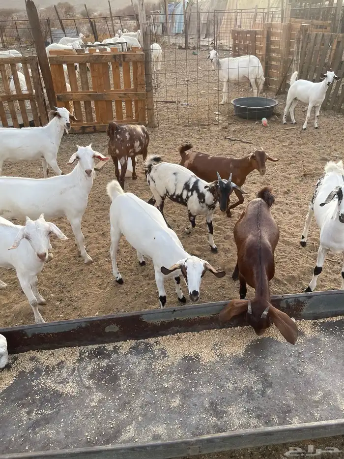 جفار بيشيات ودهم مقنى شي فاخر مولده عندي من حلالي العدد 15ا 6