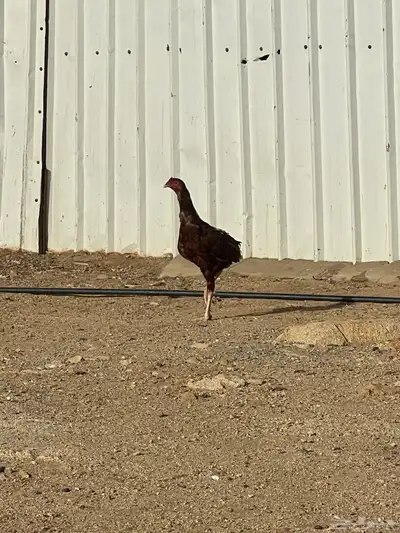 ثلاث اديكه 3