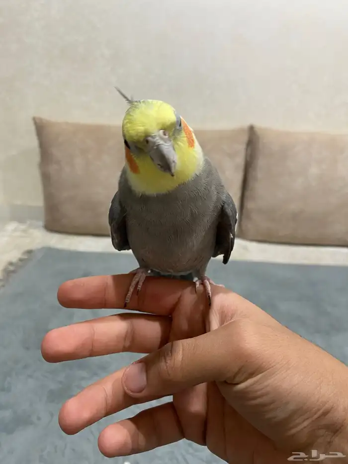 للبيع طير كروان 4