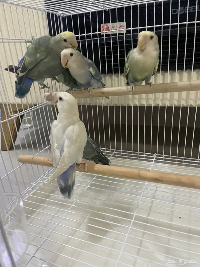 طيور روز 185 ريال انتاج منزلي 0