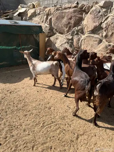 معزاء جم حص بفحلها 6