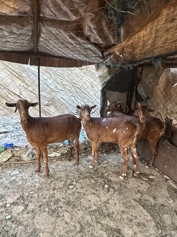 معزا دهم مقاني 4