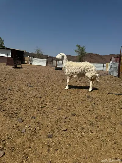 رخل حرية(تم البيع 1