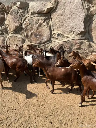 معزاء جم حص بفحلها 7