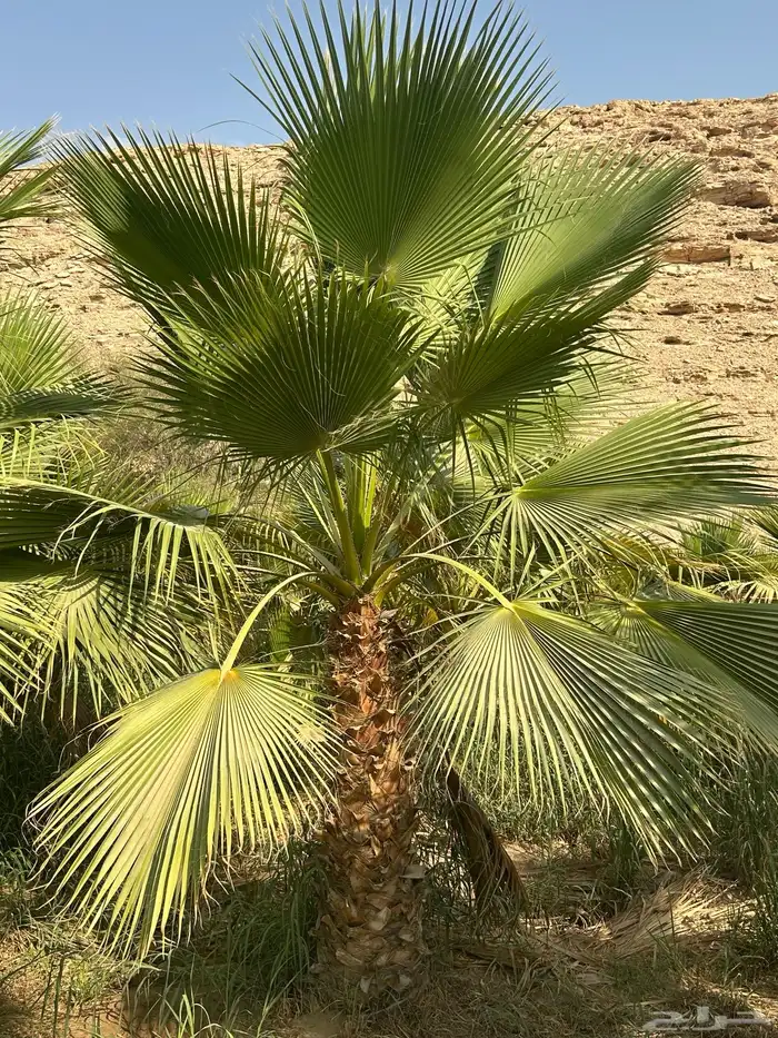نخل للبيع زينه واشنطني للفلال والاستراحات 2