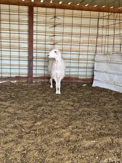 رخل حرية(تم البيع 2