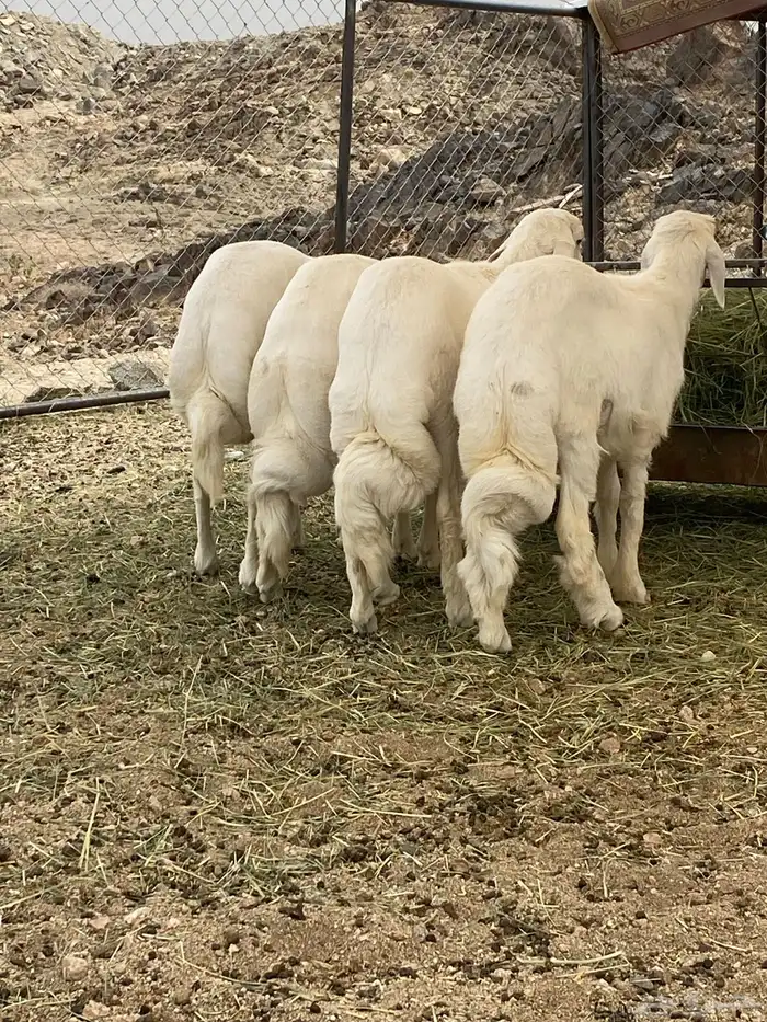 4 خرفان بر كفو وشرط 2