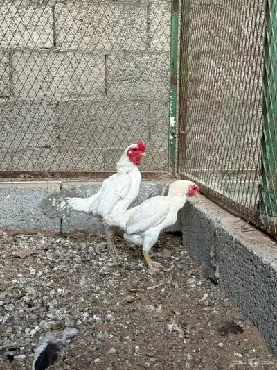 ديك ودجاجه فارسي قزم 1