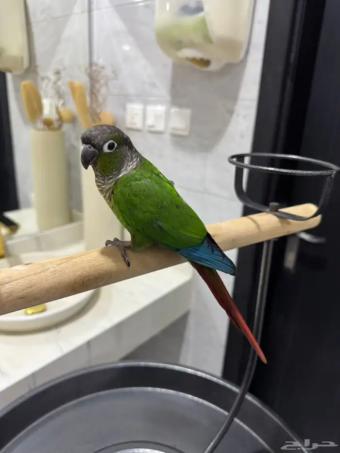 كنيور قرين شيك اليف ومتكلم ولعوب 6