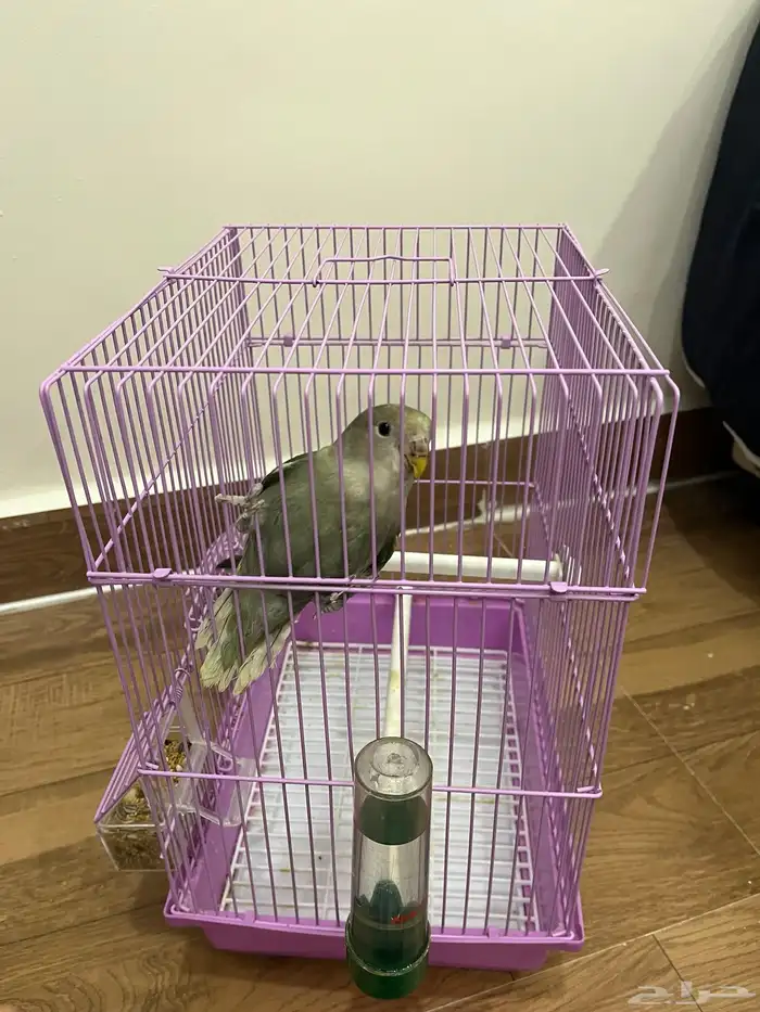 طير روز الليف للبيع ب 200  يحب اللعب اللون موضح بالصور 3