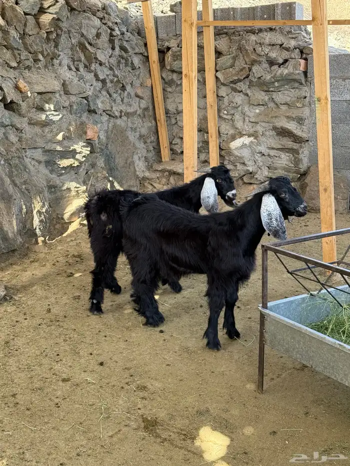 تيوس عوارض برية فل شحم 3