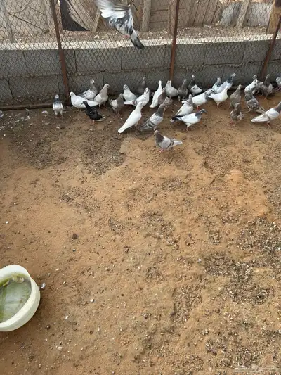 للبيع فروخ فرنسي الحبه ب 10 ريال 3