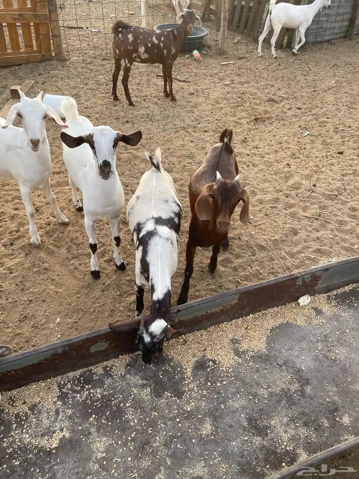 جفار بيشيات ودهم مقنى شي فاخر مولده عندي من حلالي العدد 15ا 10