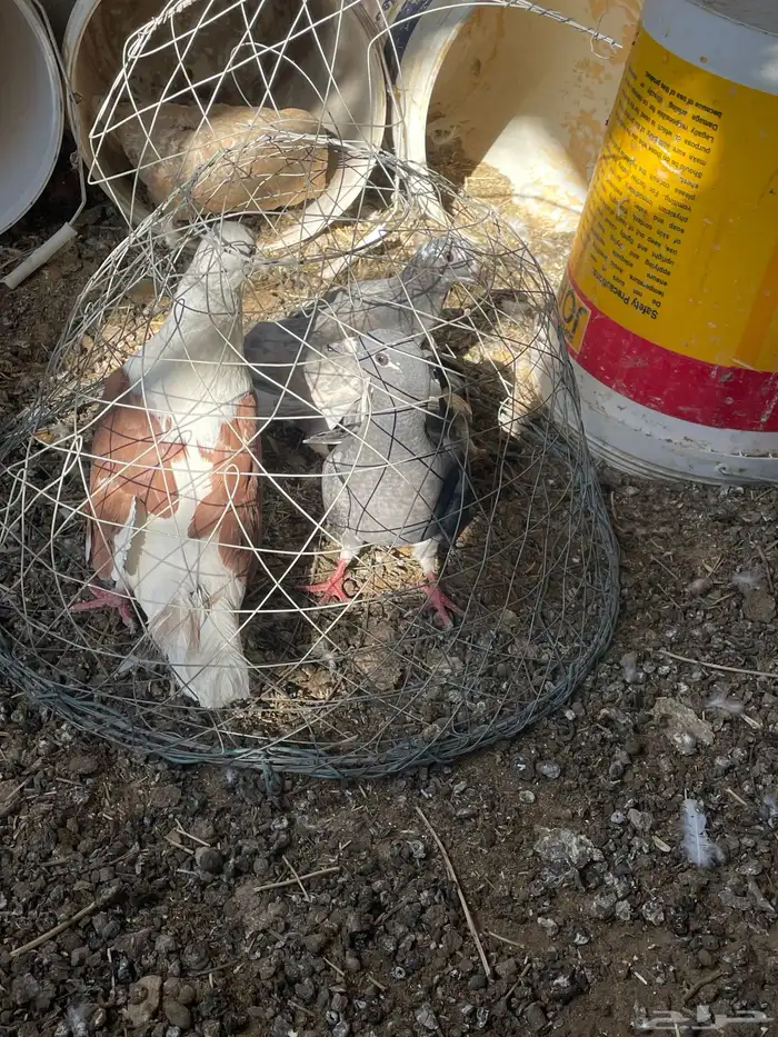 حمام زاجل 4