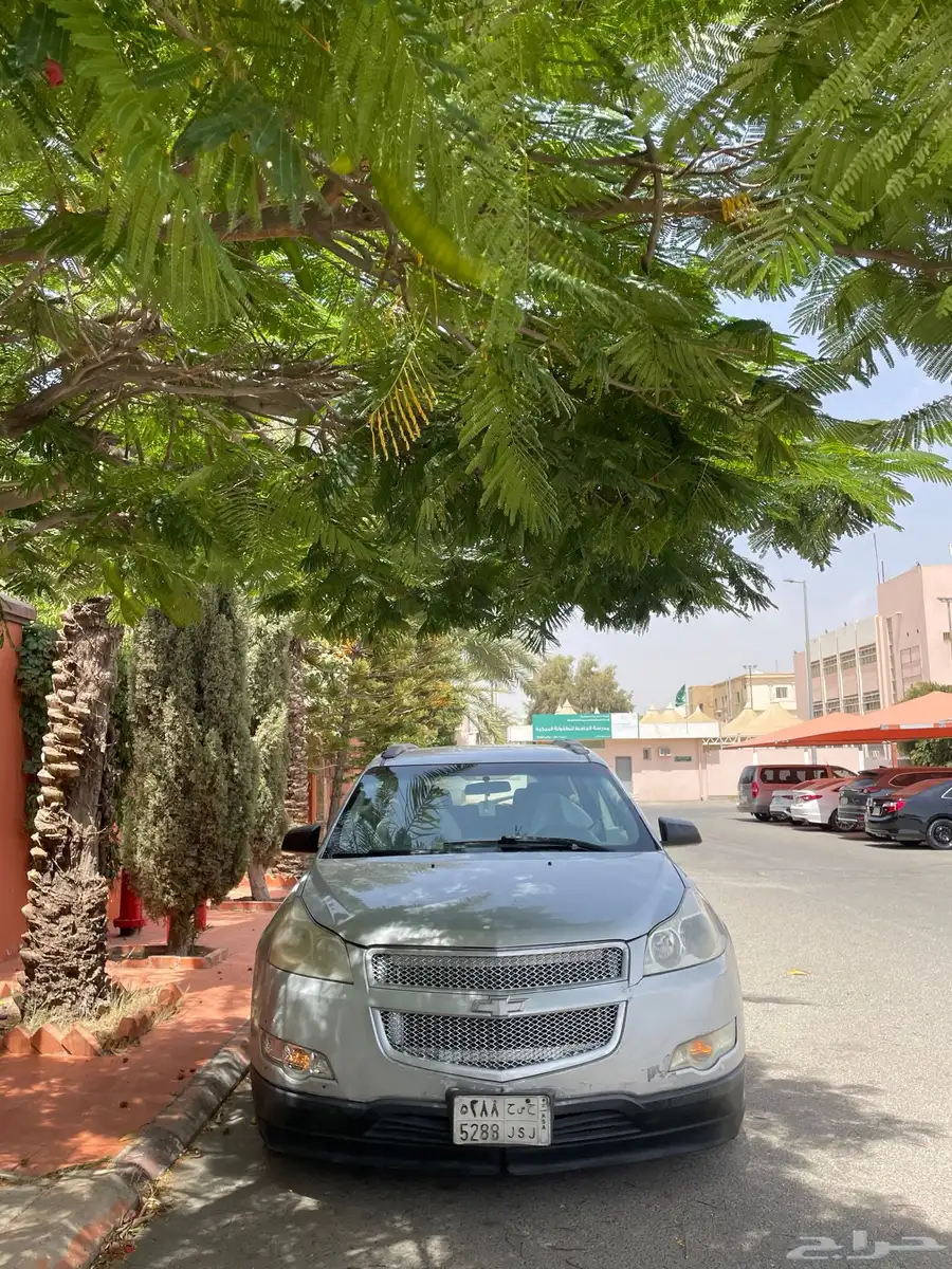شفورلية تفرفس index