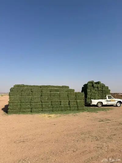 برسيم صافي ورق عود ناعم شرط شد 75 يزود   وينقص قليل جدا 1
