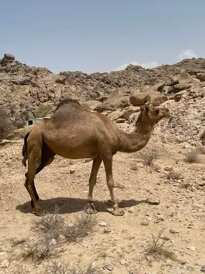 ناقه لقحه 1
