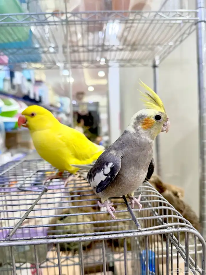 طيور وحيوانات اليفه واسعار مناسبه بمحل زاوية الكروان ابها 1