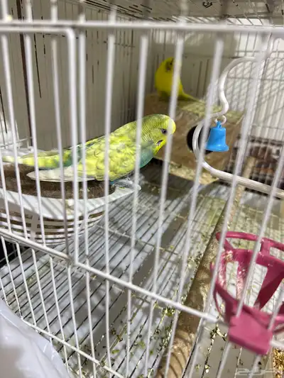 عصافير مع قفص و اكل 0