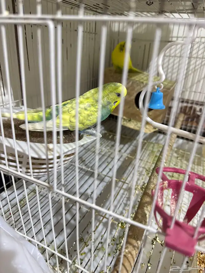 عصافير مع قفص و اكل 0