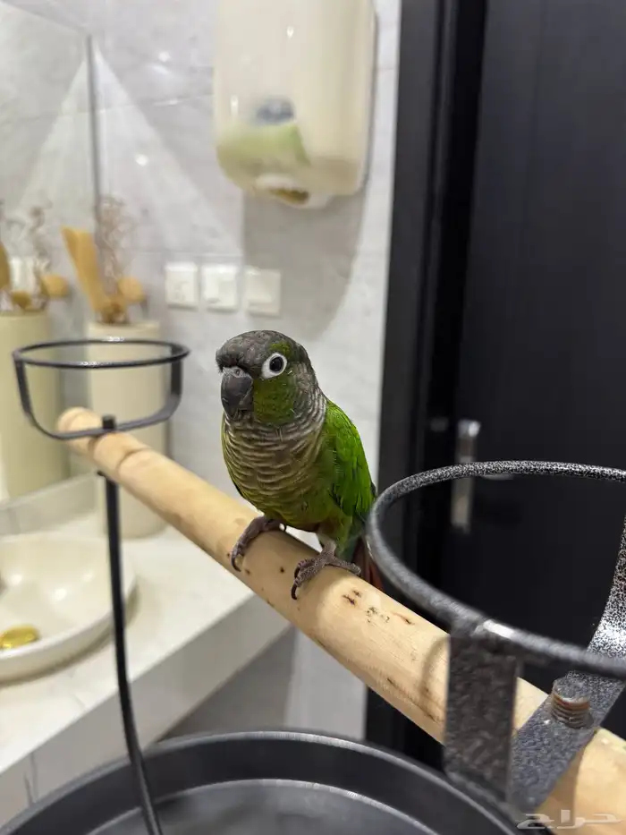 كنيور قرين شيك اليف ومتكلم ولعوب 1