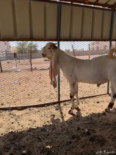 مشروع فحل هولندي وجفره حجازيه 0
