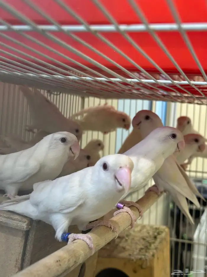 زور البينو منتجه 3