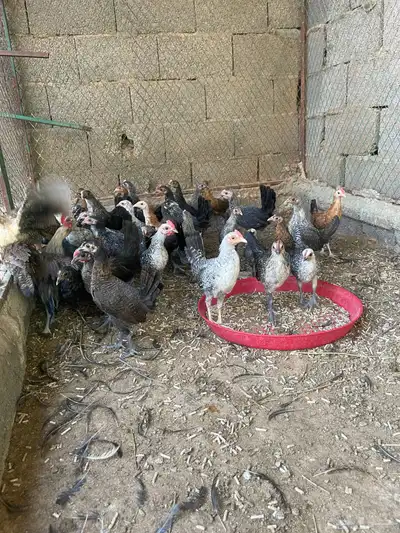 فراريج 0
