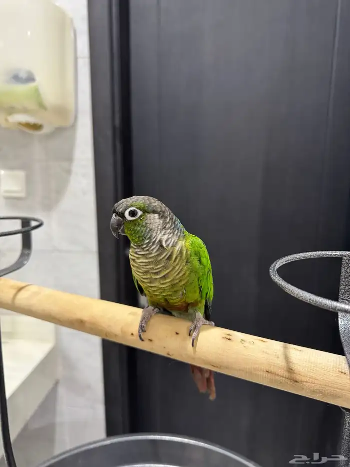 كنيور قرين شيك اليف ومتكلم ولعوب 5