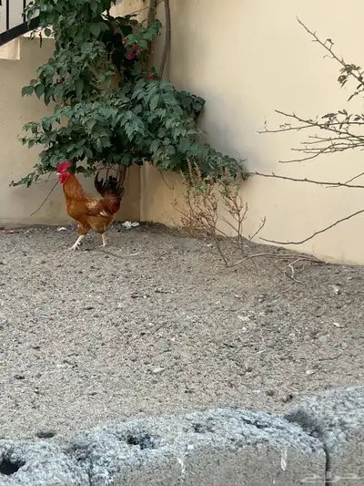 ثلاث اديكه 1