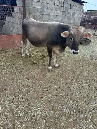 ثورسويسري للبيع عمره سنه وعليها 2