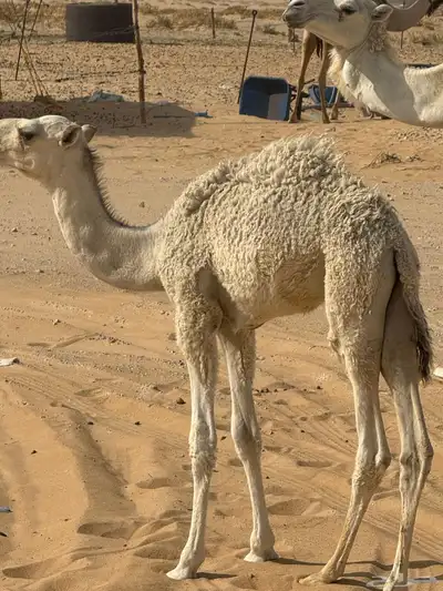 حوار ضيار قصب 0