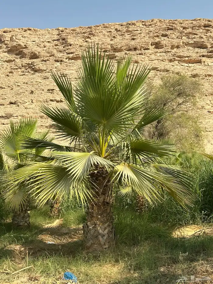 نخل للبيع زينه واشنطني للفلال والاستراحات 3