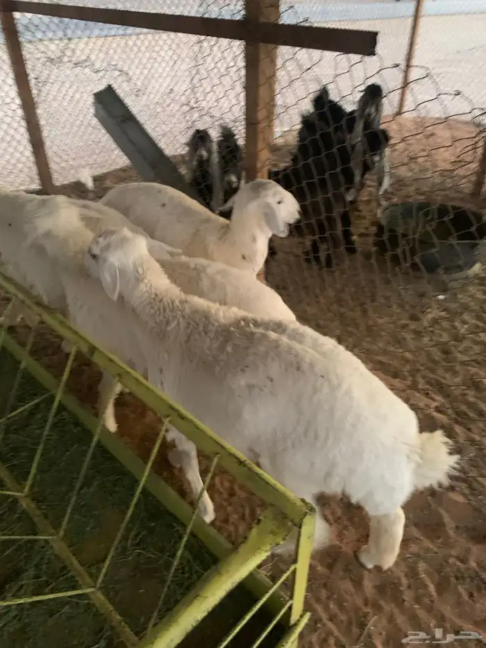 ذبايح حريات 2