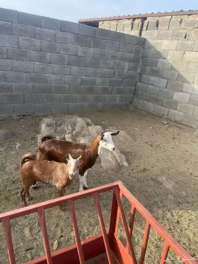 عنز وتيس للبيع 1