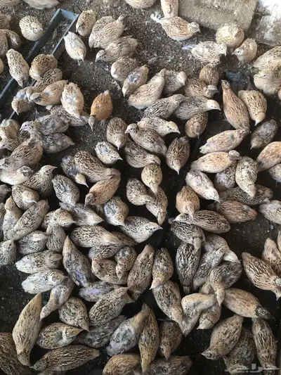 طيور سمان كريمي بياض 3