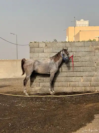 خيل شعبي طرب 2