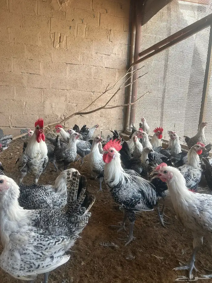 دجاج فيومي شبابي 1