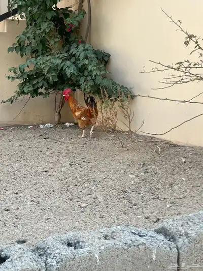 ثلاث اديكه 2