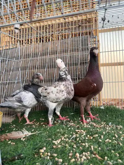 جوز هومر بفرخه ( تم البيع ) 0