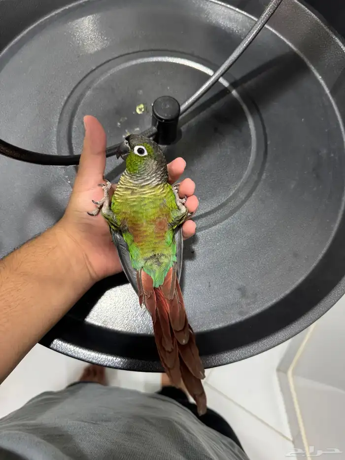 كنيور قرين شيك اليف ومتكلم ولعوب 7