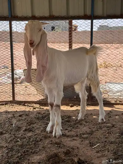 مشروع فحل هولندي وجفره حجازيه 11