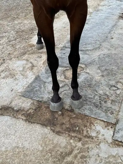 مهر عربي شعبي 4