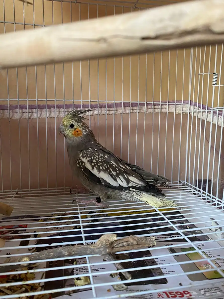 parrot index
