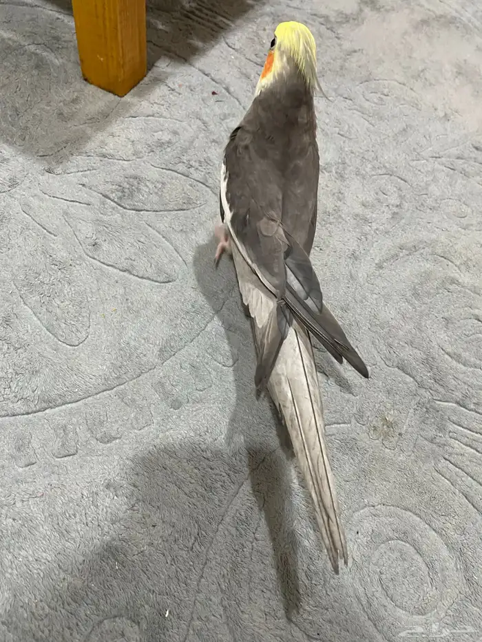 للبيع طير كروان 1