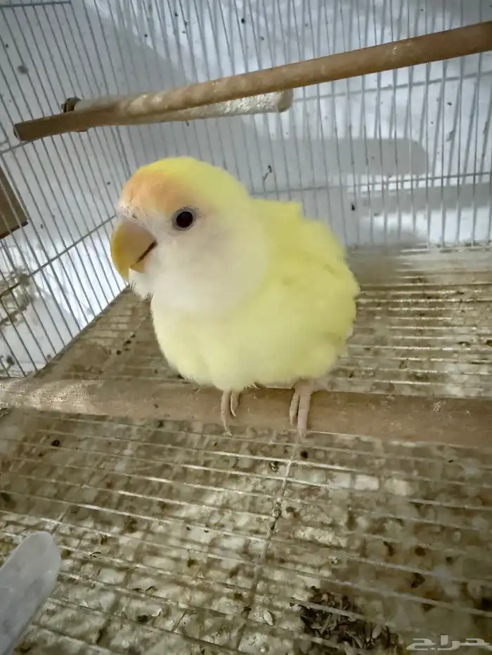 للبيع جوز روز بفراخته 3