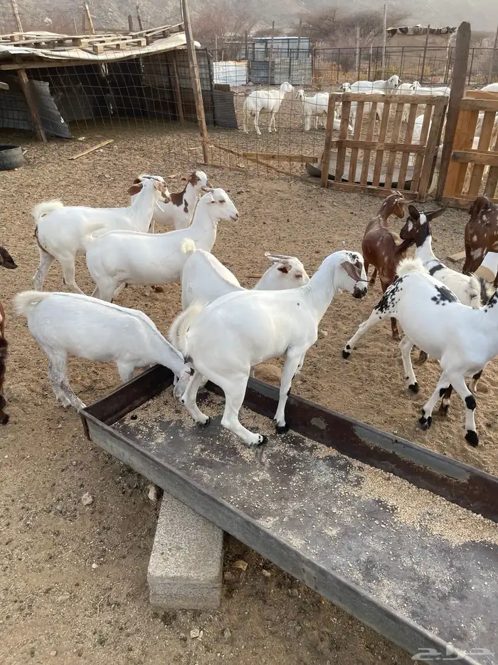 جفار بيشيات ودهم مقنى شي فاخر مولده عندي من حلالي العدد 15ا 4