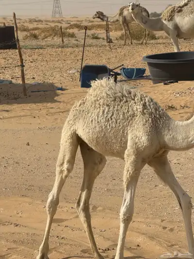 حوار ضيار قصب 3