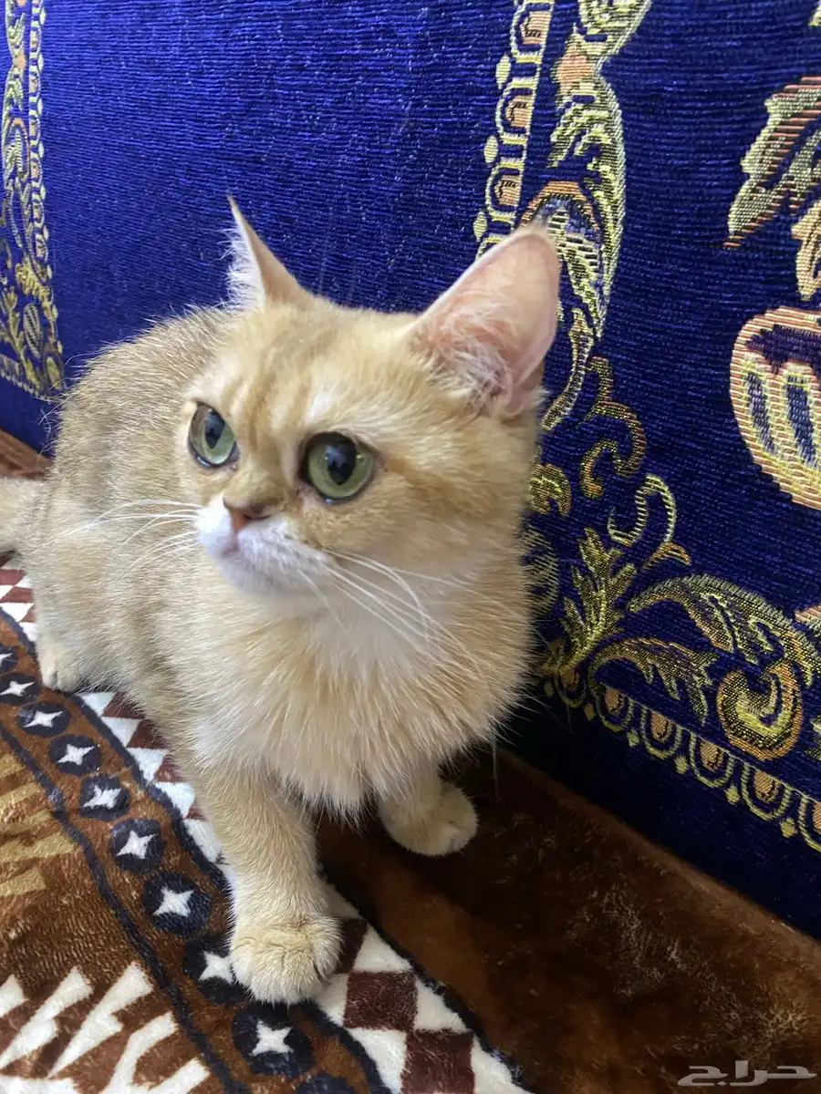 سكوتش ستريت بيور Ny11 index