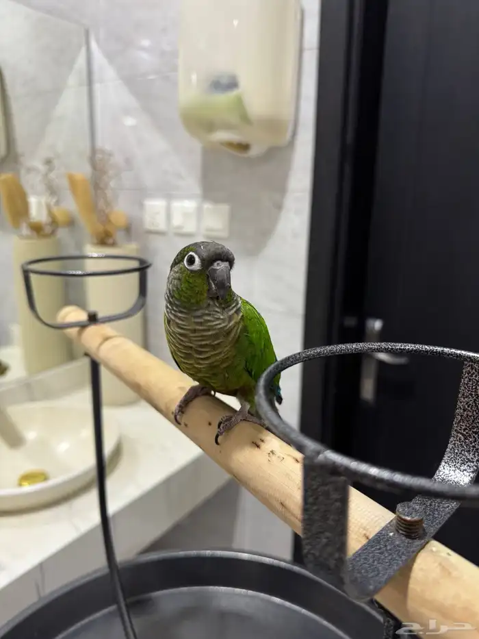 كنيور قرين شيك اليف ومتكلم ولعوب 3